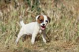 JACK RUSSEL 031